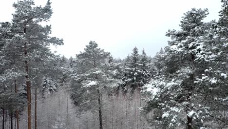 Ascending-drone-video,-winter-forest,-snowy-trees