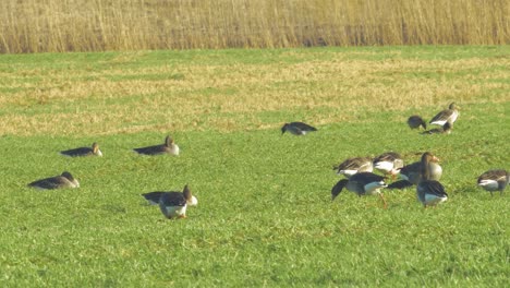 Beautiful-large-flock-of-Greylag-goose-breeding-in-the-green-agricultural-field-Northern-Europe-during-migration-season,-sunny-spring-day,-distant-medium-low-angle-shot
