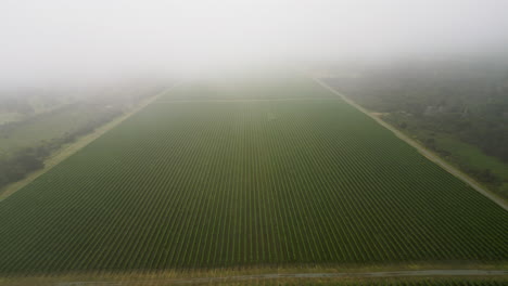 Aerial-dolly-out-revealing-vineyard-green-organic-field-covered-by-fog