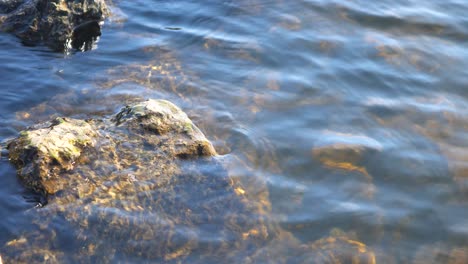Close-up-shot-of-a-rock-covered-in-silt-in-a-lake-with-a-light-breeze-on-the-water