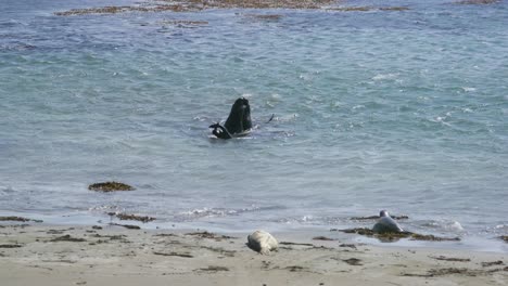 Seelöwen-Kämpfen-Im-Ozean