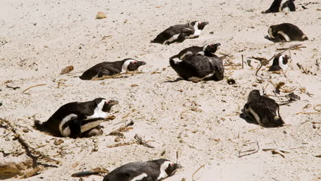 Jackass-penguins-lying-low-in-strong-winds-on-Boulders-Beach,-Cape-Town