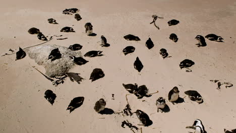 Grupo-De-Pingüinos-Africanos-En-La-Playa-Con-Algunos-Polluelos-Mudando-En-El-Medio