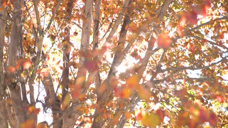 Right-Pan-Fall-Tree-leaves-Light-Leak