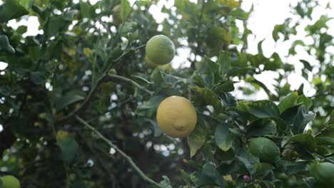 Sonnenlicht-Scheint-Durch-Die-Blätter-Des-Zitronenbaums