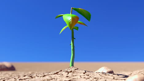 Wunderschöne-3D-animierte-Zeitrafferaufnahmen-In-4K-Einer-Grünen-Pflanze,-Die-Aus-Einem-Trockenen-Und-Rissigen-Dessert-Wächst-Und-Größer-Wird