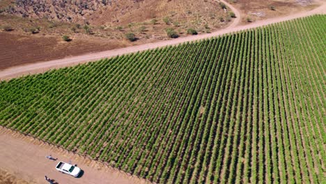 Luftdrohnen-Fliegen-über-Weinbergen-Im-Limari-Tal,-Chilenische-Traubenlandschaft,-Felder-Der-Weinbauproduktion,-Weinregion,-Trockener-Roter-Und-Grüner-Bodenkontrast