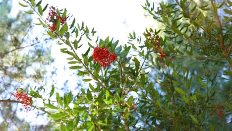 Vibrant-Tree-Leaves-With-Red-Flowers