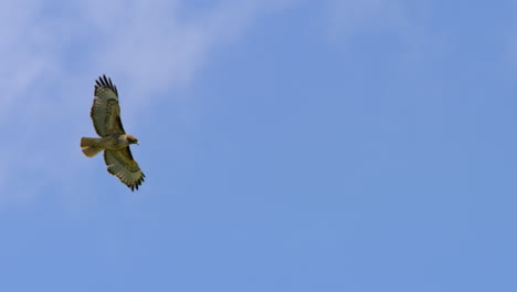 Red-tailed-Hawk-flies-in-front-of-the-clouds-and-blue-sky-in-Malibu,-California
