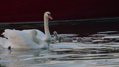 family-of-swans