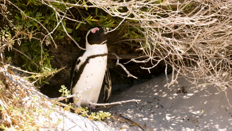 Pingüino-Africano-Erguido-Soñoliento-Bajo-La-Vegetación-Costera