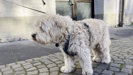 Kleiner-Weicher-Hund-Mit-Weißem,-Zerzaustem-Fell-Steht-Auf-Pflastersteinen,-Ist-An-Der-Leine-Und-Geht-Nicht-Weiter,-Mit-Weißer-Wand-Im-Hintergrund