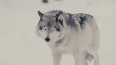 Nahaufnahmeporträt-Eines-Wolfes,-Der-In-Einem-Wunderschönen-Winterwald-Spaziert