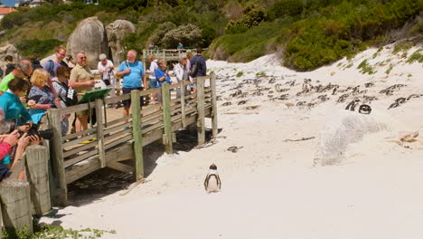 Touristen-Auf-Holzsteg-Fotografieren-Pinguine---Felsbrockenstrand
