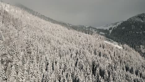 árboles-De-Montaña-Con-Luz-Solar,-Nieve-Y-Cielo-Azul-En-Un-Paisaje-Nevado
