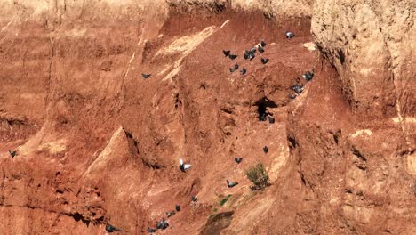 Drone-shot-of-pigeons-nesting-on-red-cliffs-along-the-Ardrossan-coast-line