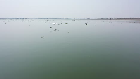 Flight-above-epic-large-flock-of-pelicans-birds-flying-over-blue-lake-in-natural-environment