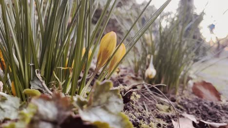 Im-Frühling-Kommt-Eine-Kleine-Gelbe-Knospe-Aus-Dem-Boden,-Dahinter-Eine-Weitere-Kleine-Pflanze