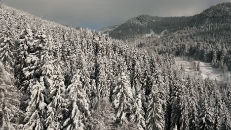árboles-De-Montaña-En-Un-Paisaje-Nevado-Con-Luz-Solar,-Nieve-Y-Cielo-Azul