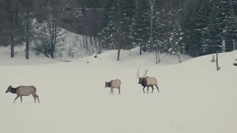 A-Portrait-Of-A-Red-Deer-Family-In-A-Forest-Mountain-Under-Snow-Blanket