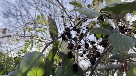 Blackberry-bush-with-old-small-black-fruits-blowing-in-the-wind-with-sun-exposure-and-trees-in-background