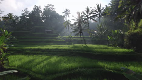 Sunlight-shining-throught-the-palm-trees-on-rice-terraces