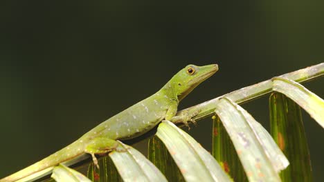 Closeup-of-a-Basking-Green-Anolis-Lizard-tilting-its-head,-gathering-heat-as-its-a-cold-blooded-animal