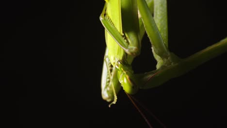 Green-Praying-mantis-feeding-on-a-captured-Green-Grasshopper-in-super-closeup-,-victim-devour