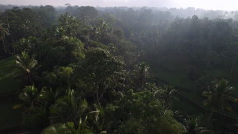 Fast-drone-dolley-tilt-shot-over-the-tops-of-the-green-trees-in-the-nature-of-Bali