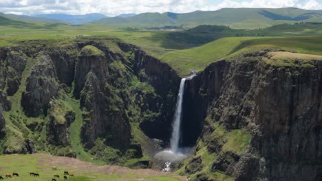 Cattle-graze-on-green-pasture-near-Maletsunyane-Falls,-Lesotho-Africa