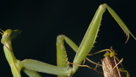 Super-Closeup-of-a-Green-Praying-mantis-with-its-amazing-claws-and-alien-type-head