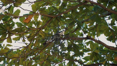 Urraca-Bird,-Eurasian-Magpie-Perch-On-The-Tree-In-Las-Catalinas,-Costa-Rica