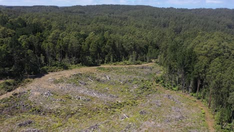 Drone-view-of-deforestation-and-tree-logging-site,-Victoria,-Australia