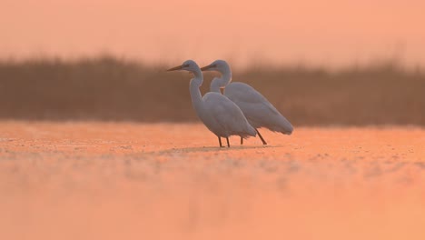 Flock-of-Great-egrets-fishing--in-Misty-morning