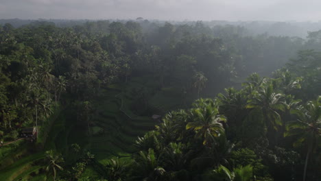 Drone-dolley-tilt-shot-of-green-rice-fields-behind-the-high-palm-trees