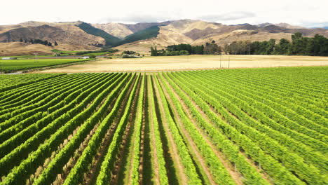 Vineyard-In-New-Zealand,-Plantation-Of-Grapevines-In-Daytime