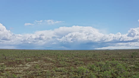 Panorama-Sumpflandantenne