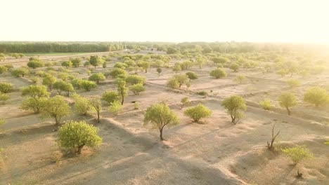 Sunshine-lens-flare-trees-scattered-in-farm-field-in-the-morning-blue-sky-green-field-alone-tree-aerial-view-pistachio-nuts-agriculture-in-middle-east-Persian-Iranian-local-people-in-Qazvin