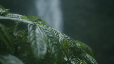 Close-up-shot-of-moving-green-tropical-leaves-with-in-the-background-a-waterfall