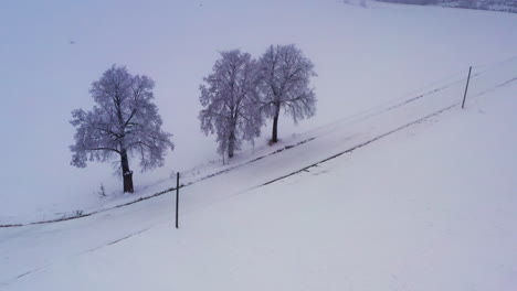 árboles-Y-Camino-Vacío-En-Medio-De-La-Tierra-Cubierta-De-Nieve-Durante-El-Invierno