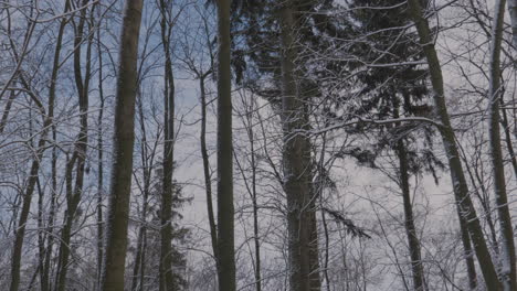 Slow-Pan-Down-View-Through-Bare-Tree-Trunks-In-Woodland-Covered-In-Snow