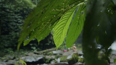 Trough-looking-panning-shot-of-long-leaves-at-the-Nung-Nung-waterfall-in-Bali