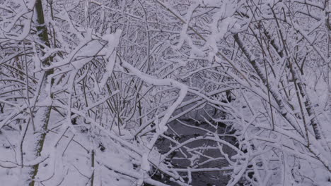 Snow-Covered-Branches-In-Winter-Snow-Covered-Woodland-With-Slow-Pan-Down-Along-River