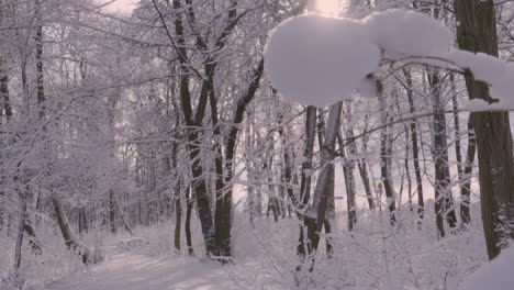 Schneebedeckte-Zweige-Im-Winterweißen,-Schneebedeckten-Wald