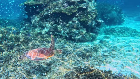 Eine-Meeresschildkröte-Und-Ein-Rifffischschwarm-Im-Hintergrund-–-Unterwasser,-Seitenansicht