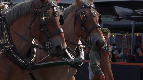 Pferde-Vor-Einer-Eleganten-Kutsche-Auf-Der-Oldtimer-Show-In-Der-Niederländischen-Kleinstadt