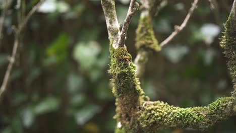 Close-up-shot-of-mossy-branch-in-lush-forest,-Sunlight-reflects-on-the-moss,-Circling-shot
