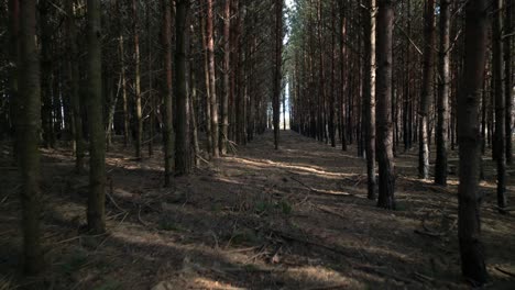 Bosque-Natural-En-La-Región-De-Podlasie,-Polonia