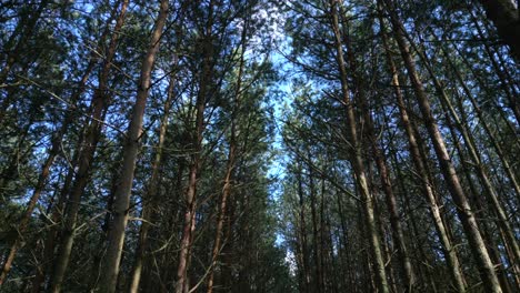 Static-shot-from-below-on-high-pines-trees-dancing-in-the-wind