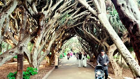 Discover-the-hidden-gems-of-Algiers'-parks-and-gardens-with-these-enchanting-stock-footage-clips